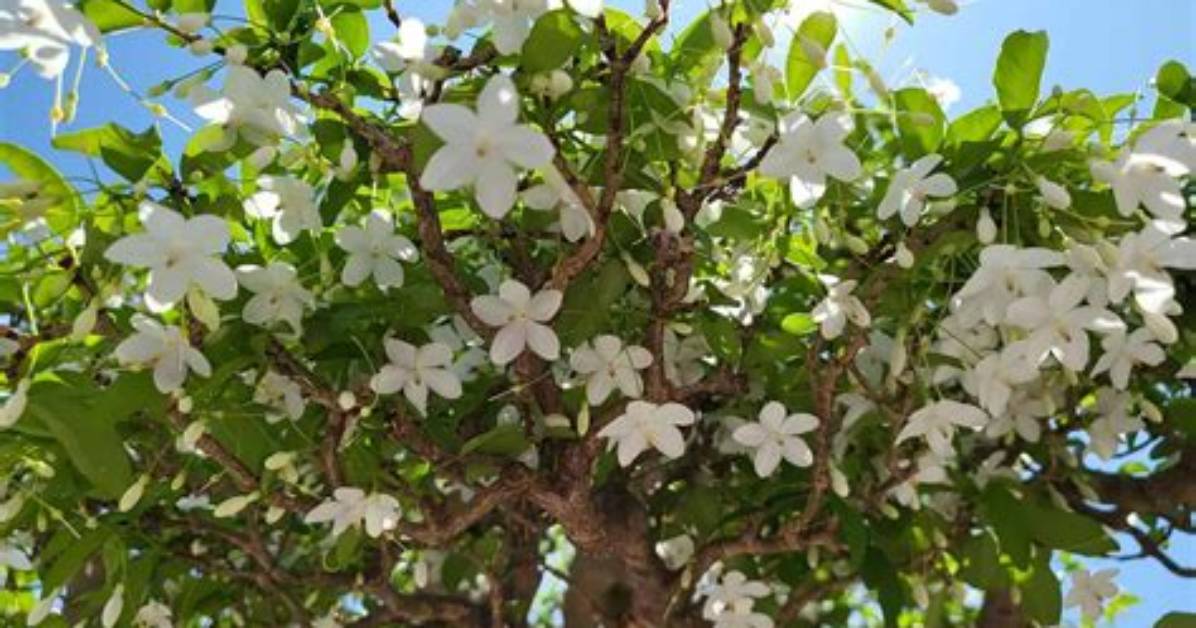 How Tall Does a Jasmine Tree Grow