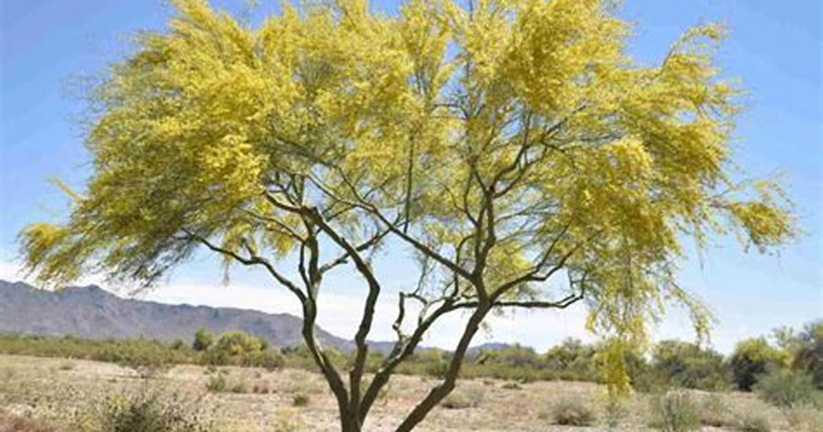 How Tall Does a Palo Verde Tree Get?