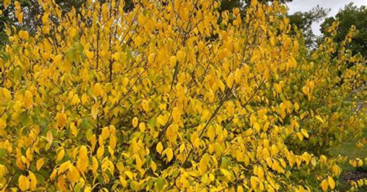 How Tall Does a Spicebush Get