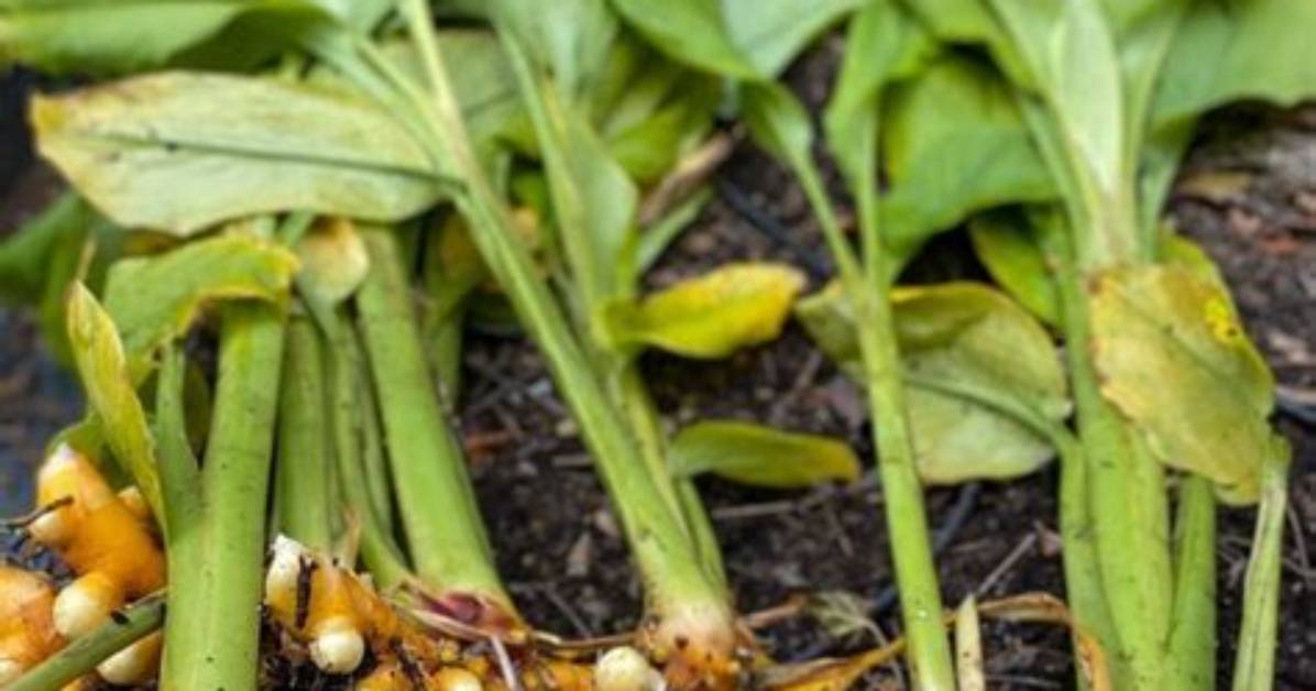 How Tall Does Curcuma Grow