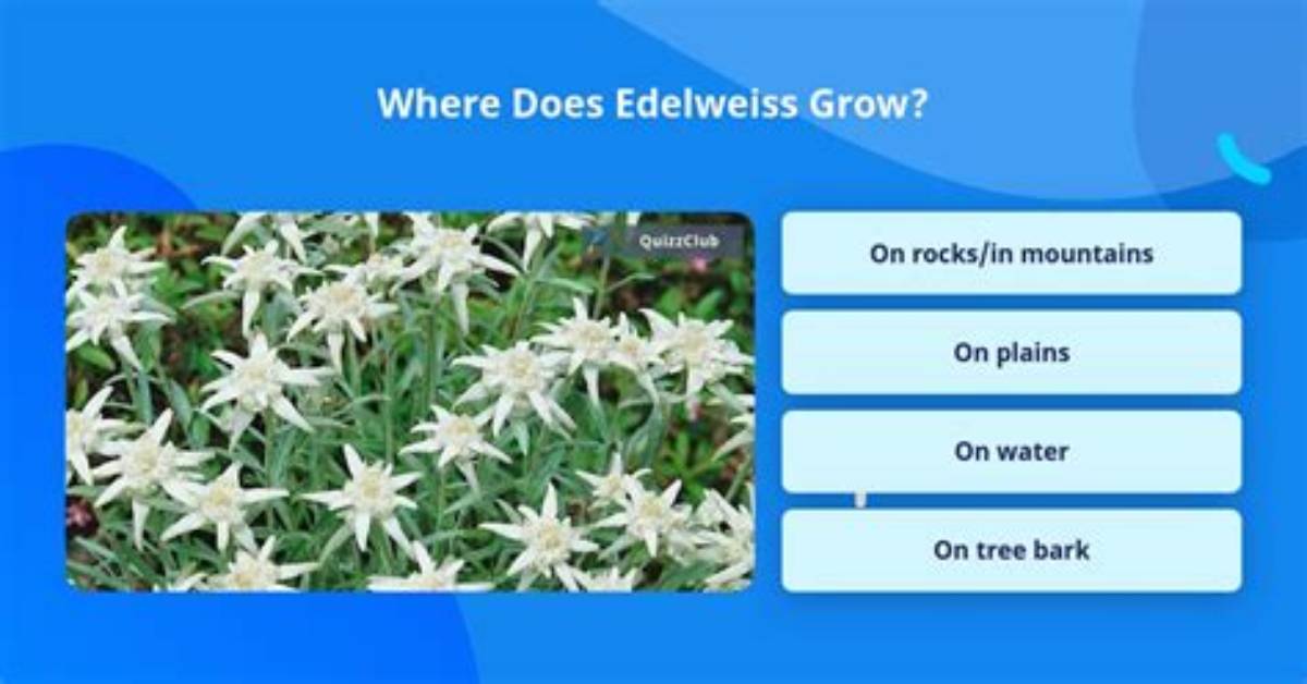 How Tall Does Edelweiss Grow