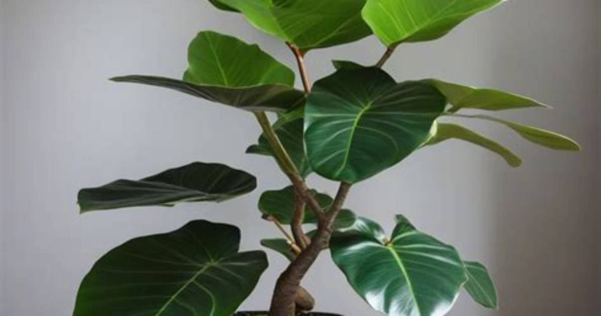 How Tall Does Ficus Grow