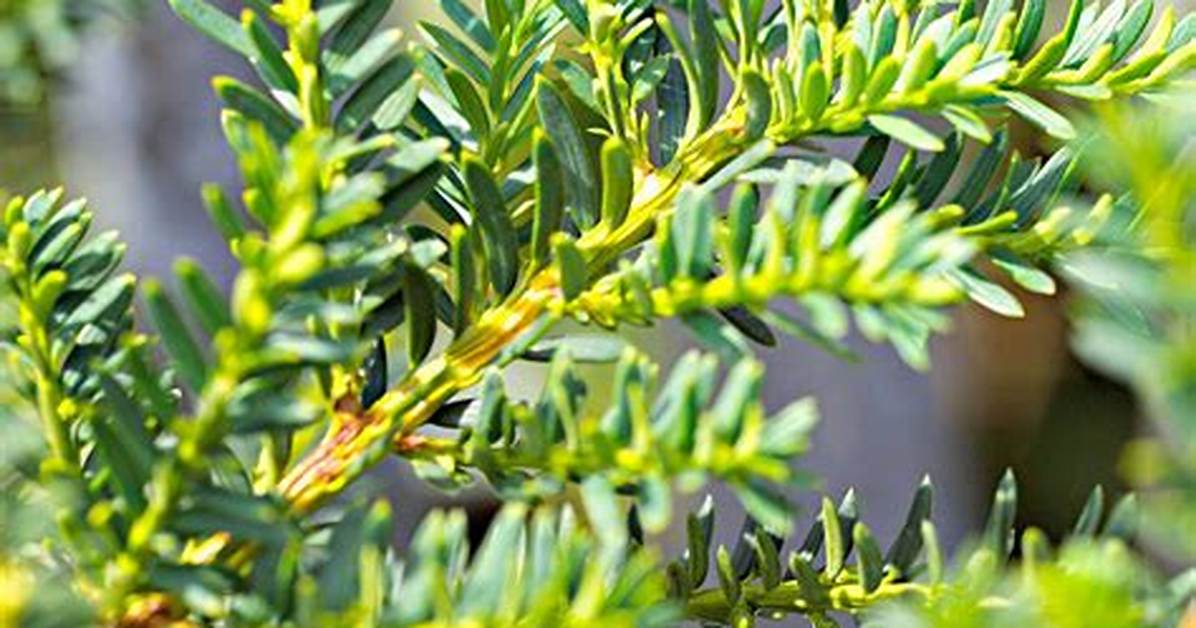 How Tall Does Yew Grow