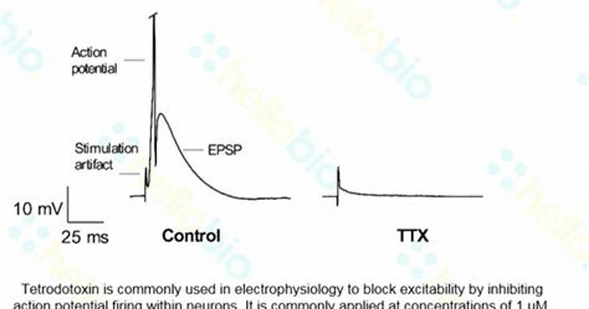 How Tetrodotoxin Affect Action Potential?