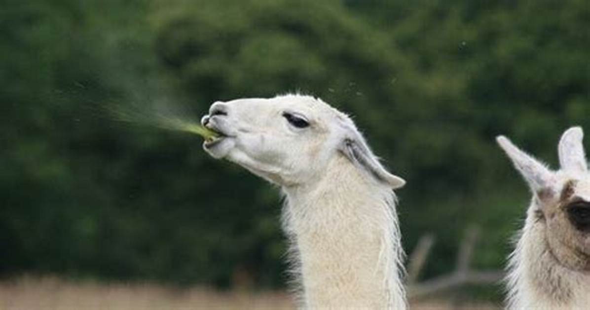 How the Llamas Spit?