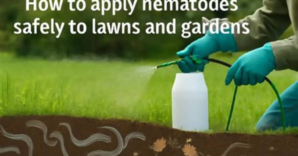 How to Apply Nematodes?