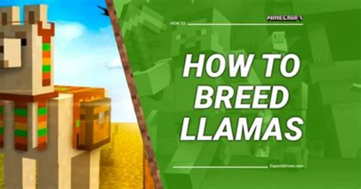 How to Breed Lamas in Minecraft