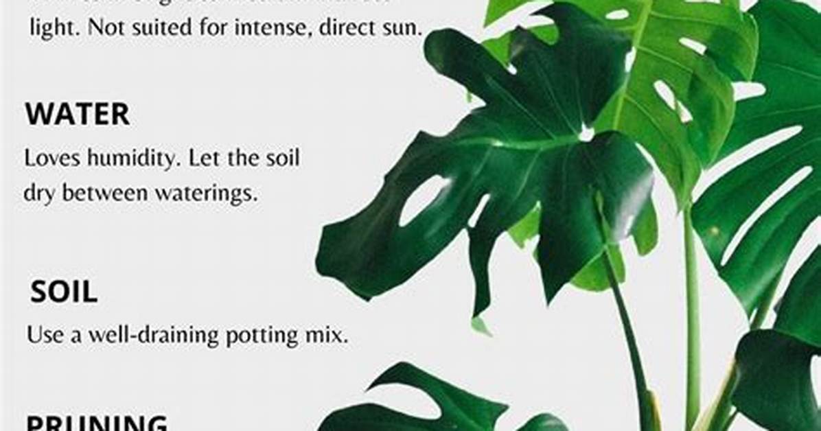 How to Care for a Monstera Plant, Aka the Swiss Cheese Plant