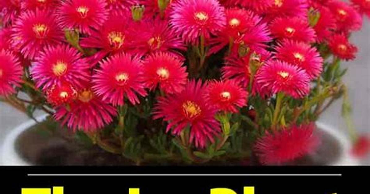 How to Care for Ice Plant
