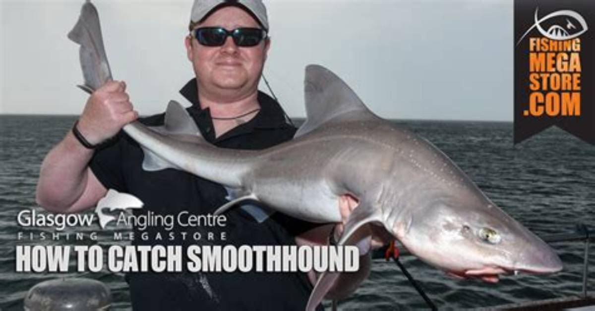 How to Catch Smoothhound?