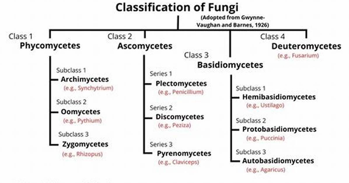 How to Classify Basidiomycetes?