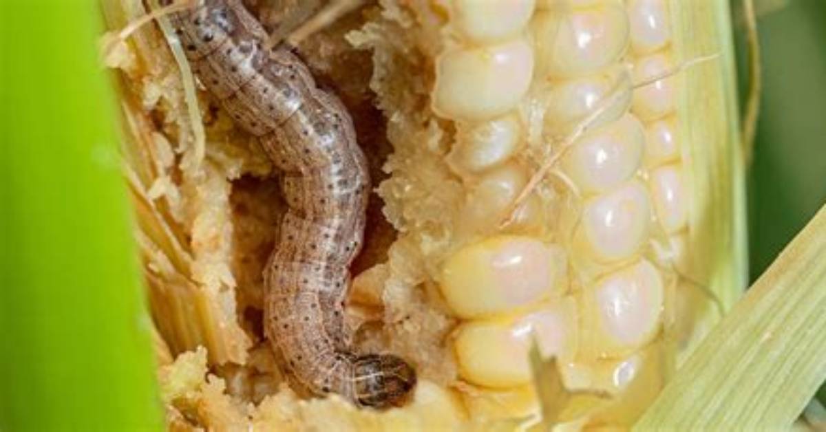 How to Control Fall Armyworm in Maize?