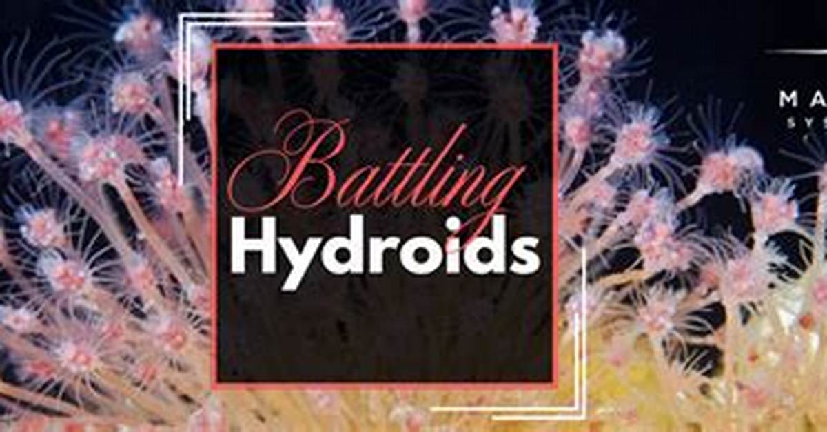 How to Control Hydroids?