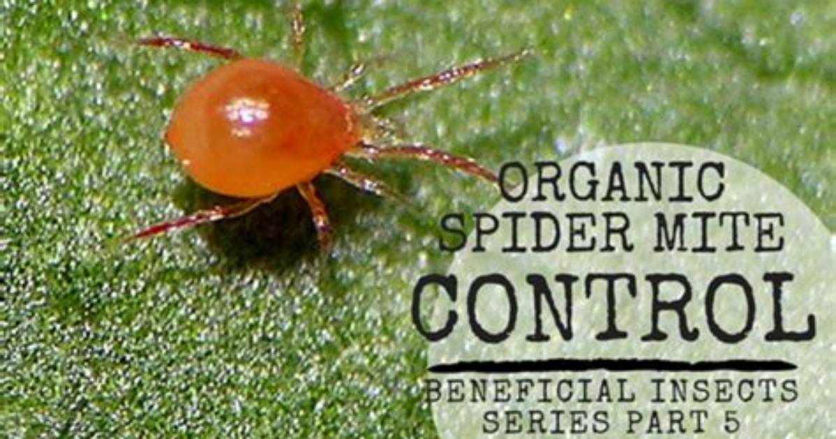 How to Control Spider Mite?