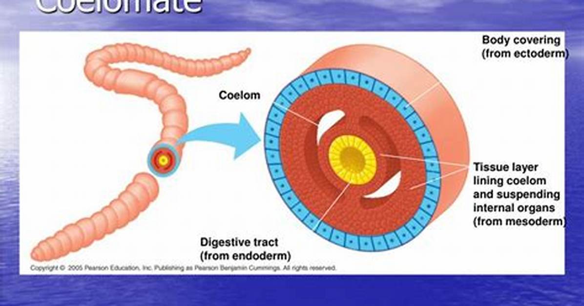 How to Define Coelomate?