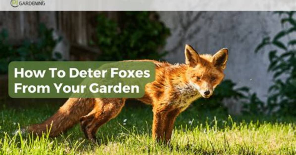 How to Deter Foxes?