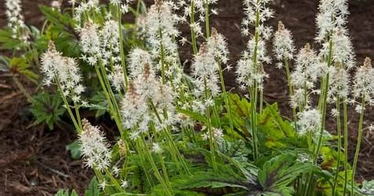 How to Divide Foamflower?