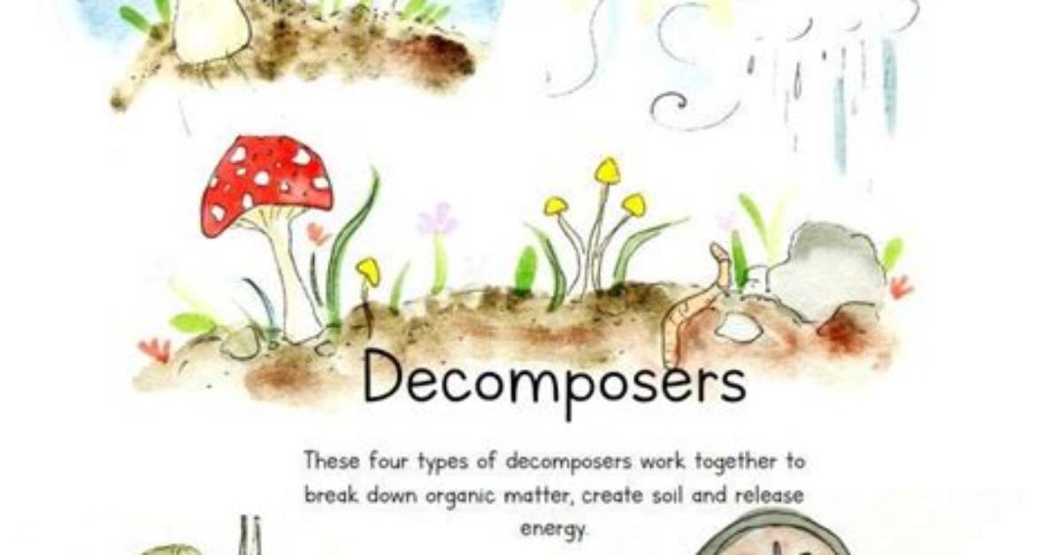 How to Draw a Decomposer