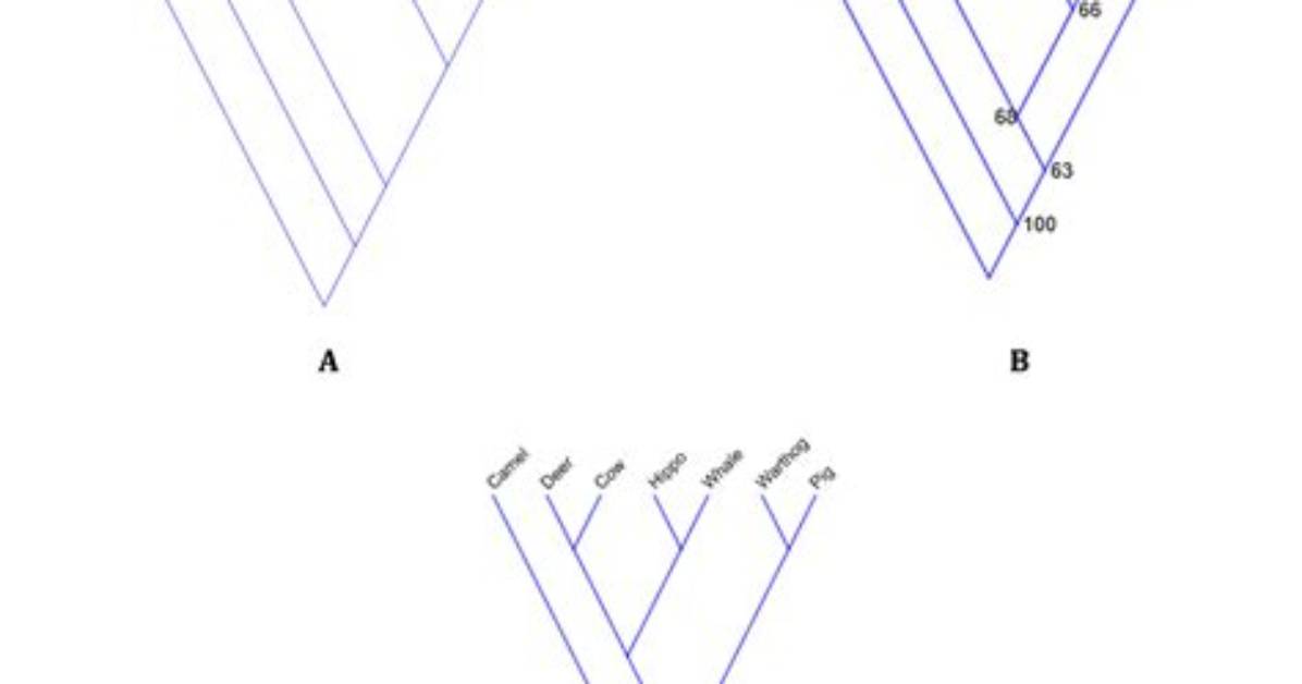 How to Explain Parsimonious?