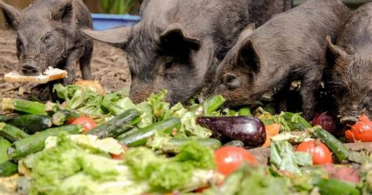How to Feed Pigs Cheaply?