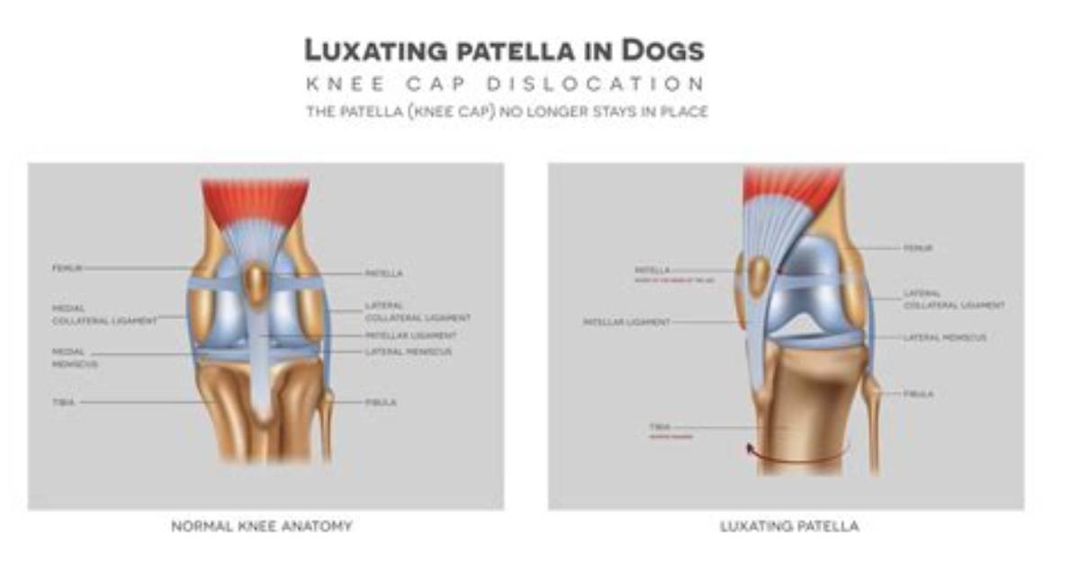 How to Fix Luxating Patella?
