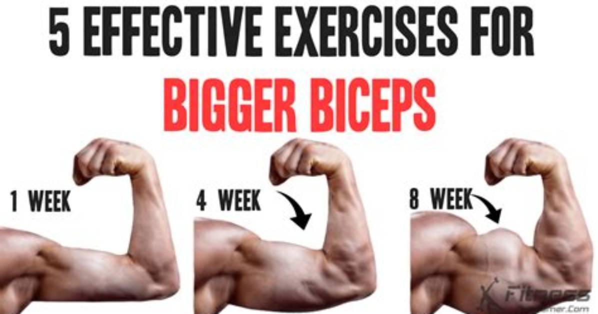 How to Get Bigger Biceps | 7 Easy Steps