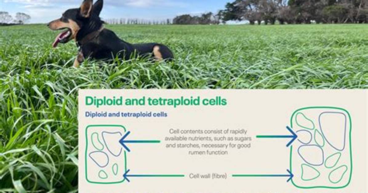 How to Get Diploids?