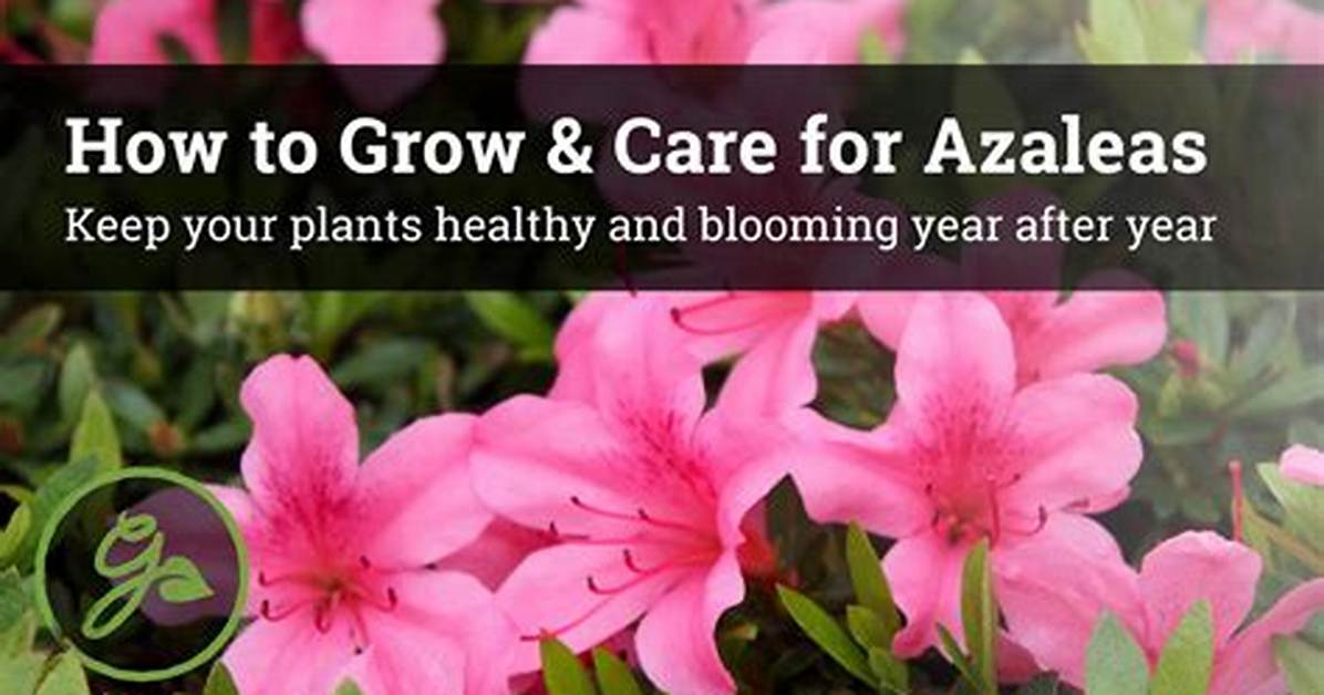 How to Grow and Care for a Campanula Bellflower Plant