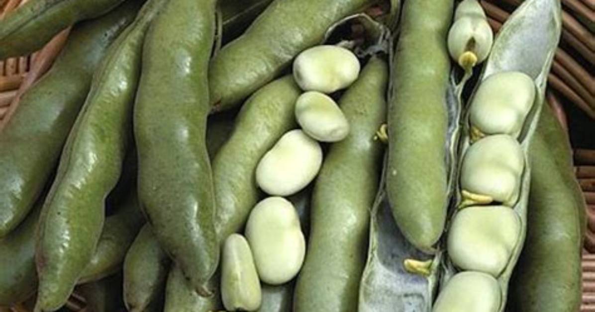 How to Grow Broad Beans?