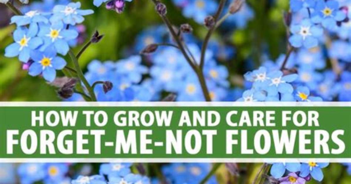 How to Grow Forget-Me-Not Flowers
