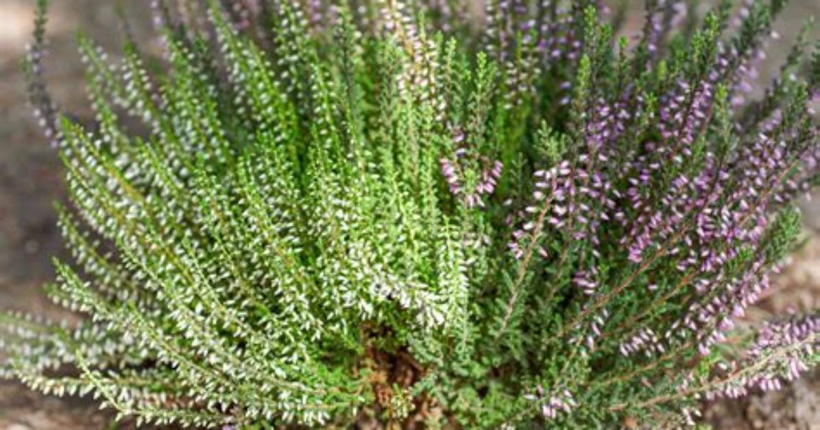How to Grow Heather Shrubs