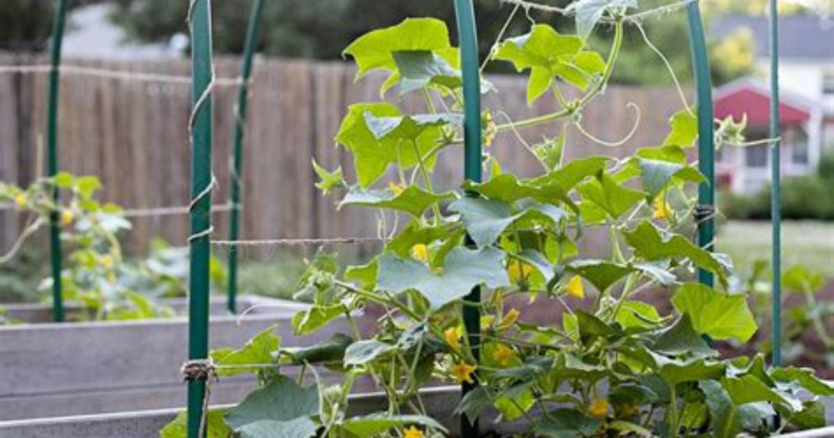 How to Grow Vining Cucumbers?