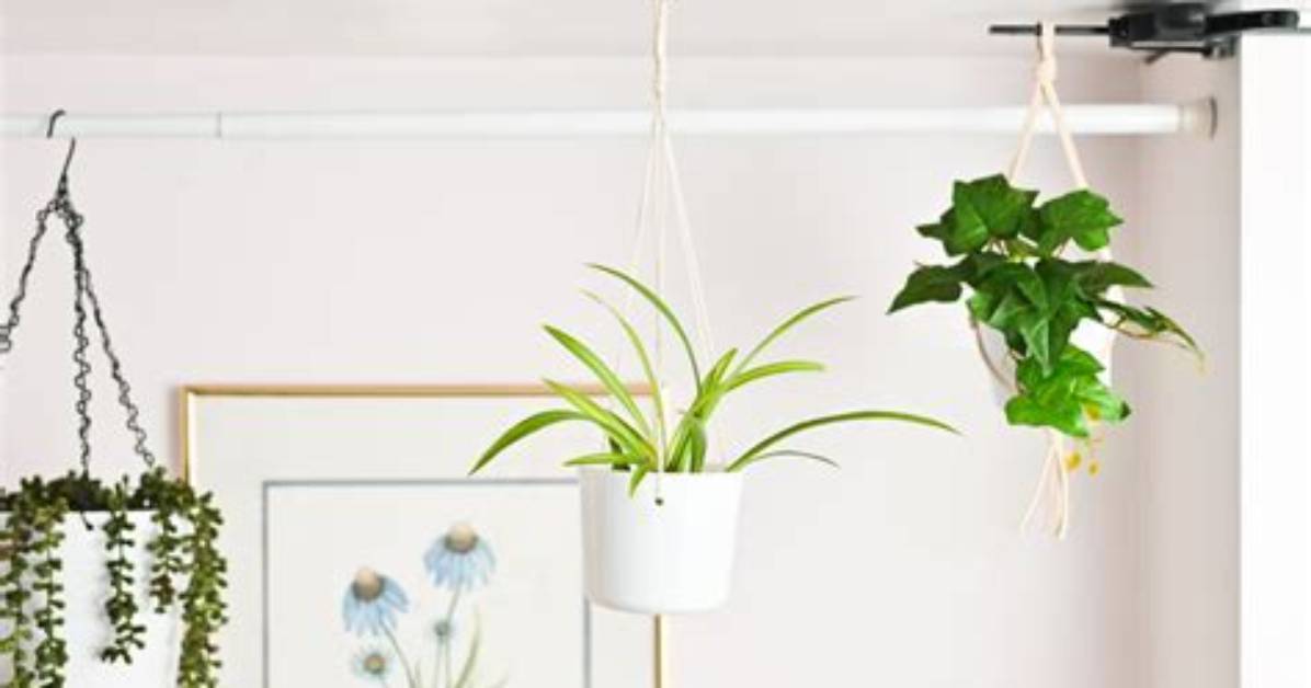 How to Hang Plants from Ceiling Without Drilling