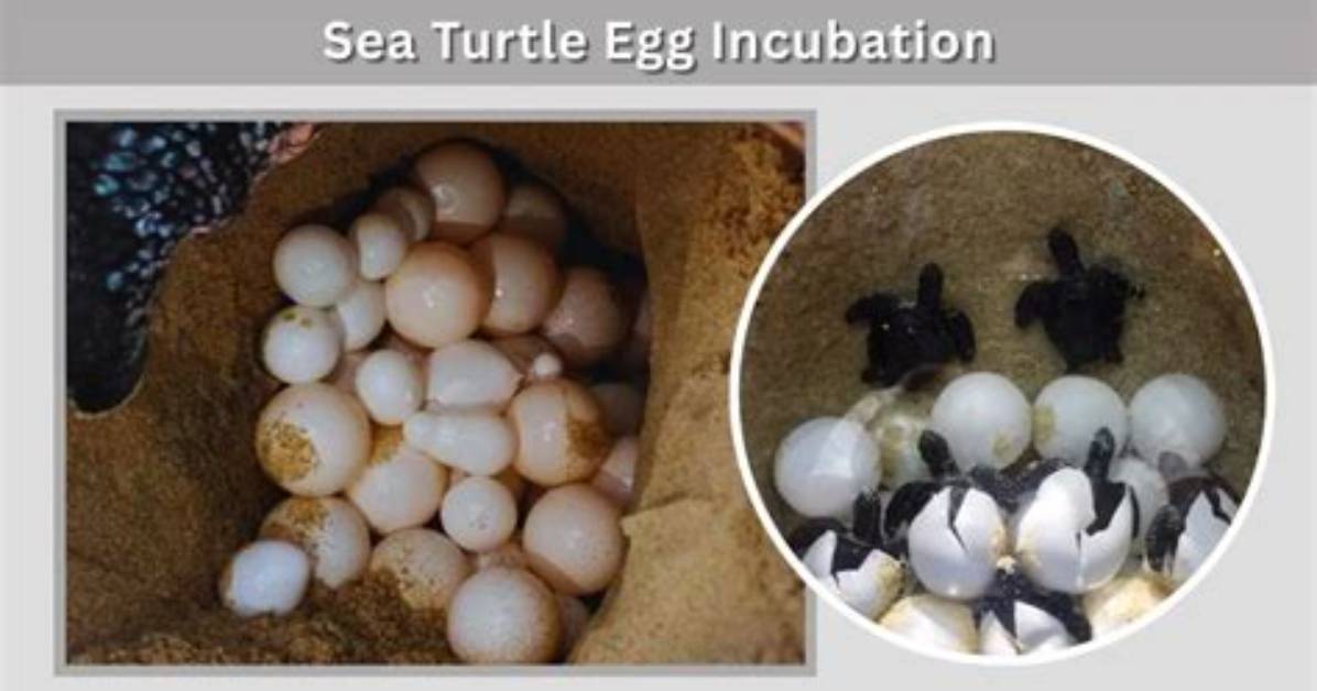 How to Hatch a Sea Turtle Egg in Minecraft