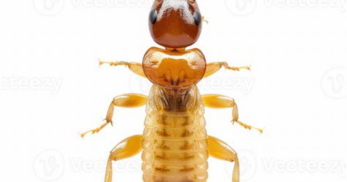 How to Have Termite Background Transparency Without Text Being Affected?