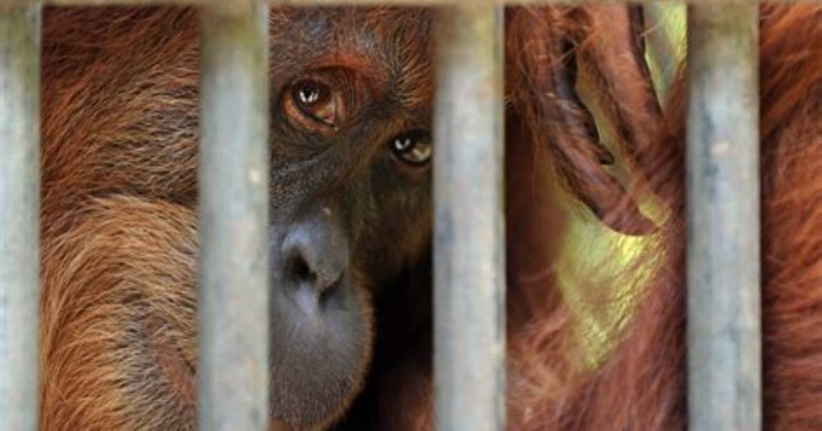 How to Help Animals in Captivity