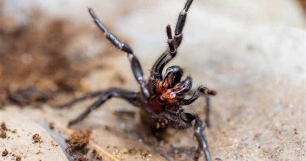 How to Identify a Funnel Web Spider?
