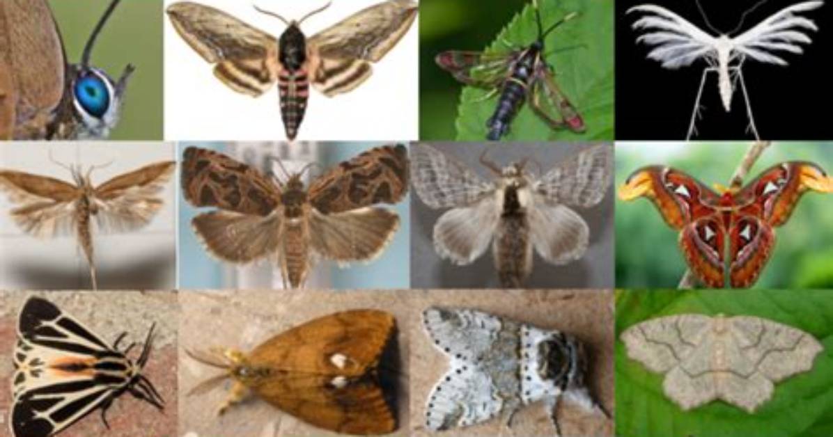 How to Identify Lepidoptera?