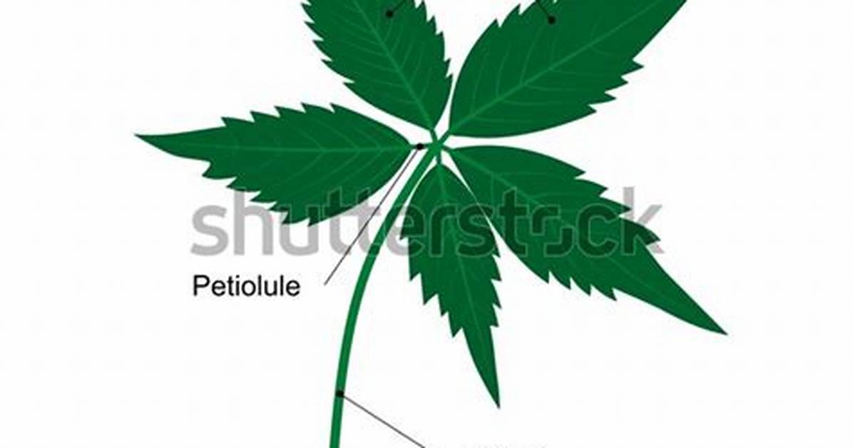 How to Identify Palmately Compound Leaf?