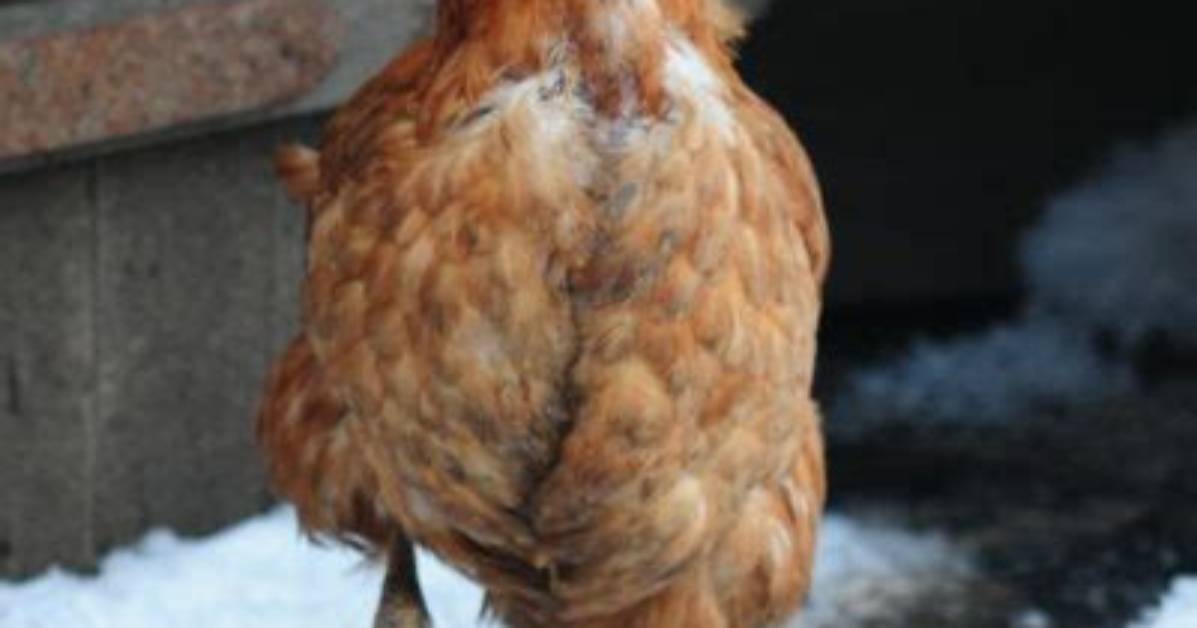How to Keep Chickens Entertained?