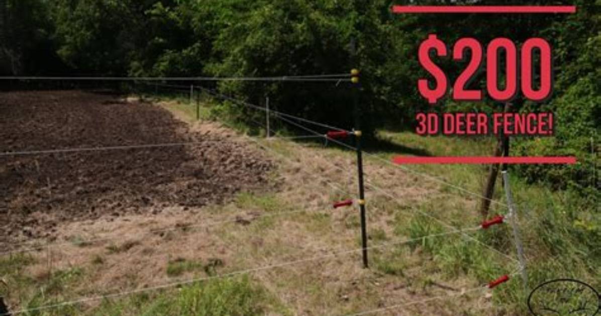 How to Keep Deer out of Food Plot, Check These out | How Do You Keep Deer out of a Soybean Food Plot?