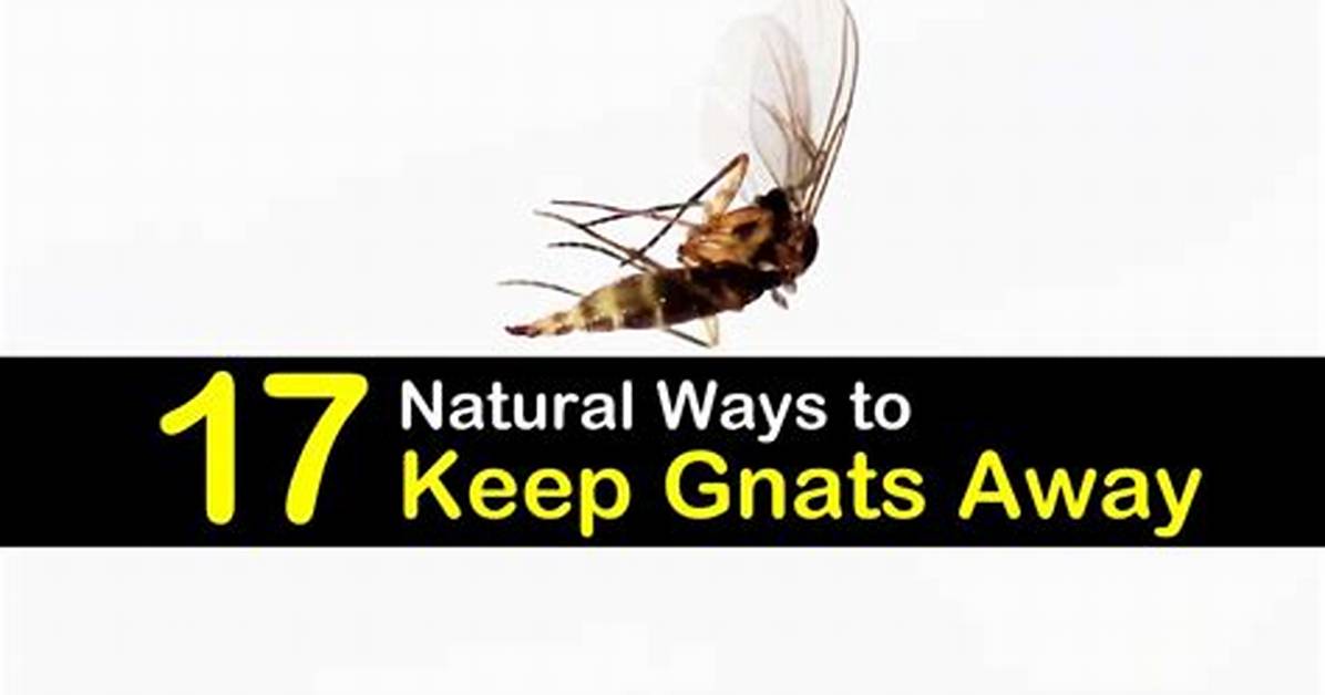 How to Keep Gnats Away?