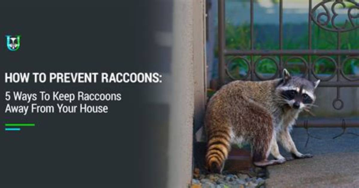 How to Keep Racoons Away?