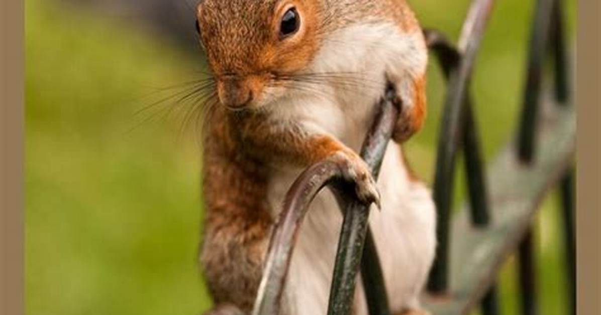 How to Keep Squirrels off Screen Enclosure?