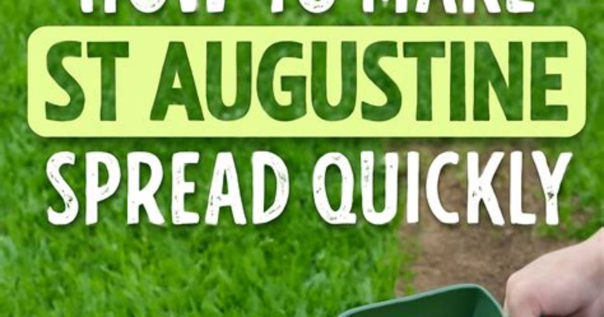 How to Make St. Augustine Grass Spread Quickly