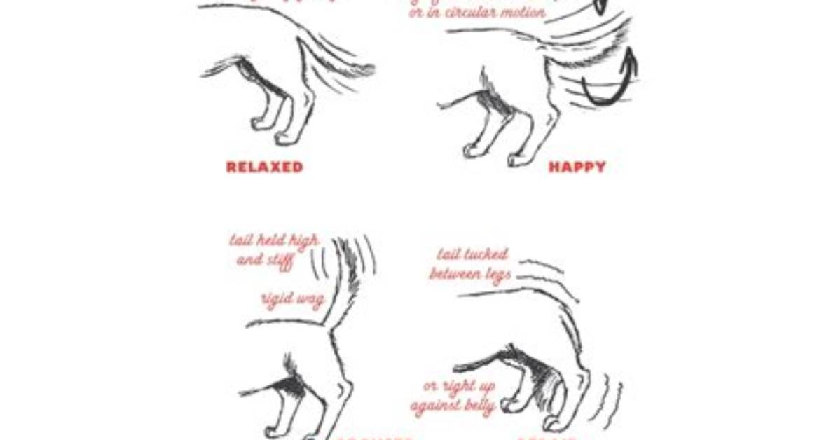 How to Make Wagging Tail?