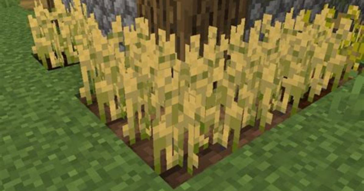 How to Make Wheat Minecraft