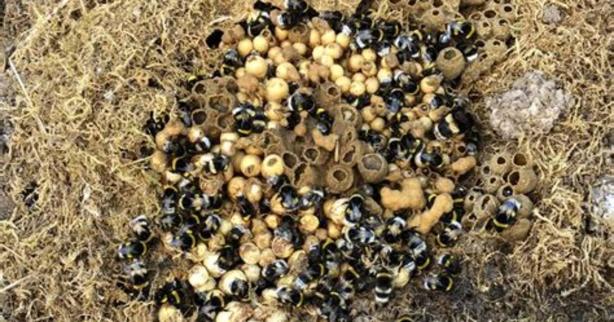 How to Move a Bee Nest in Minecraft