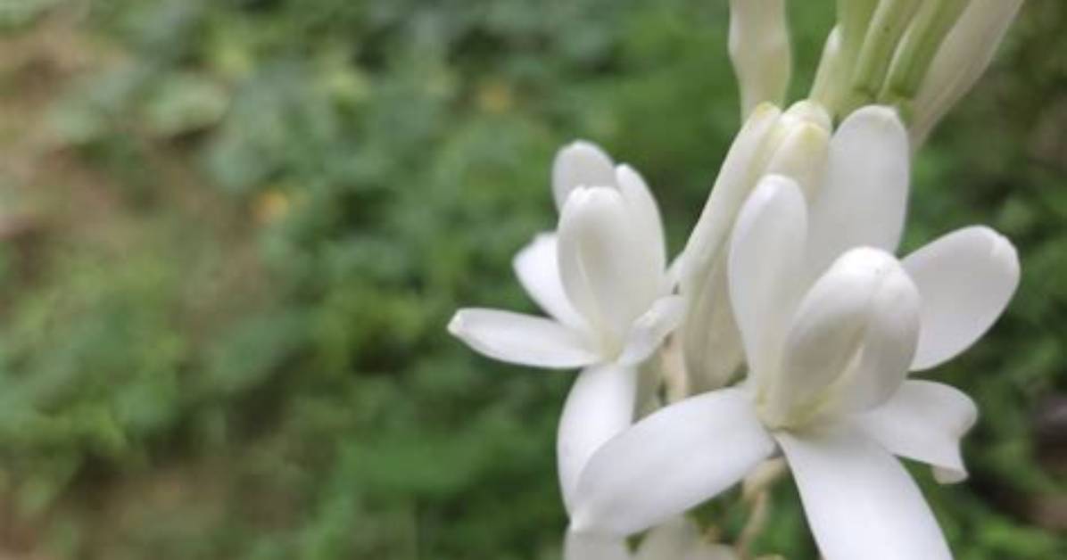 How to Overwinter Tuberose?