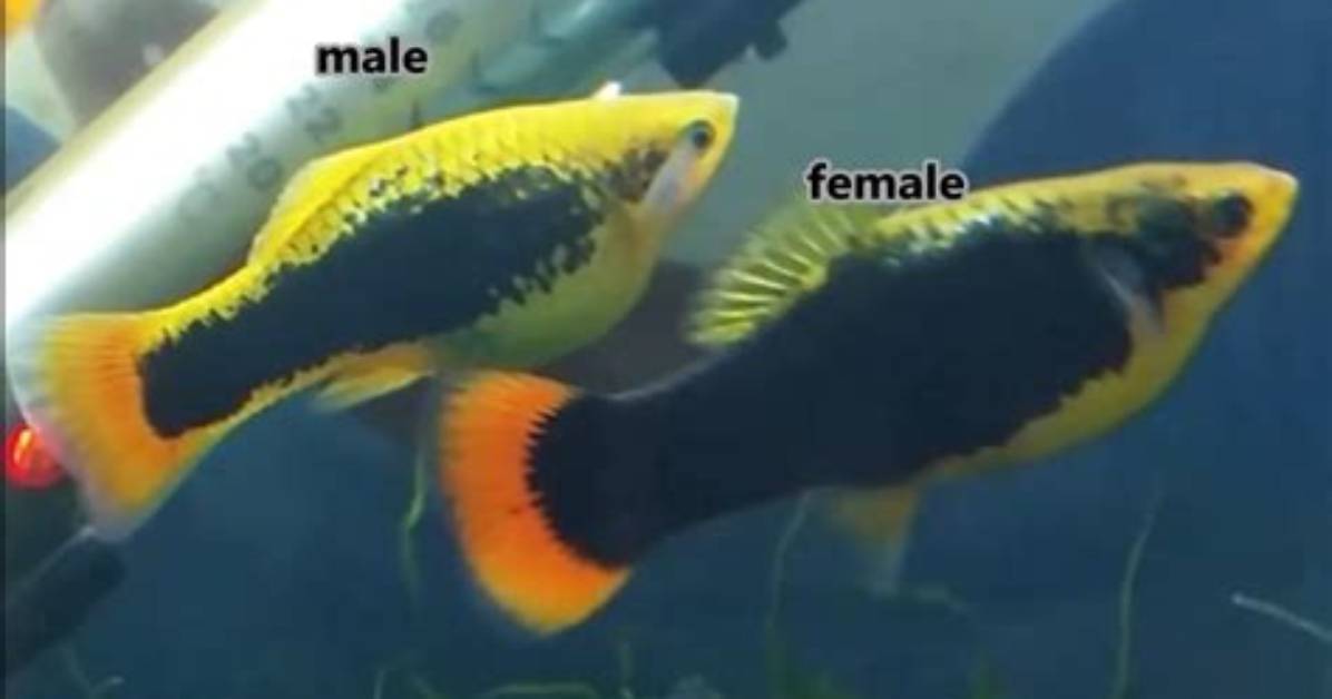 How to Platys Mate?